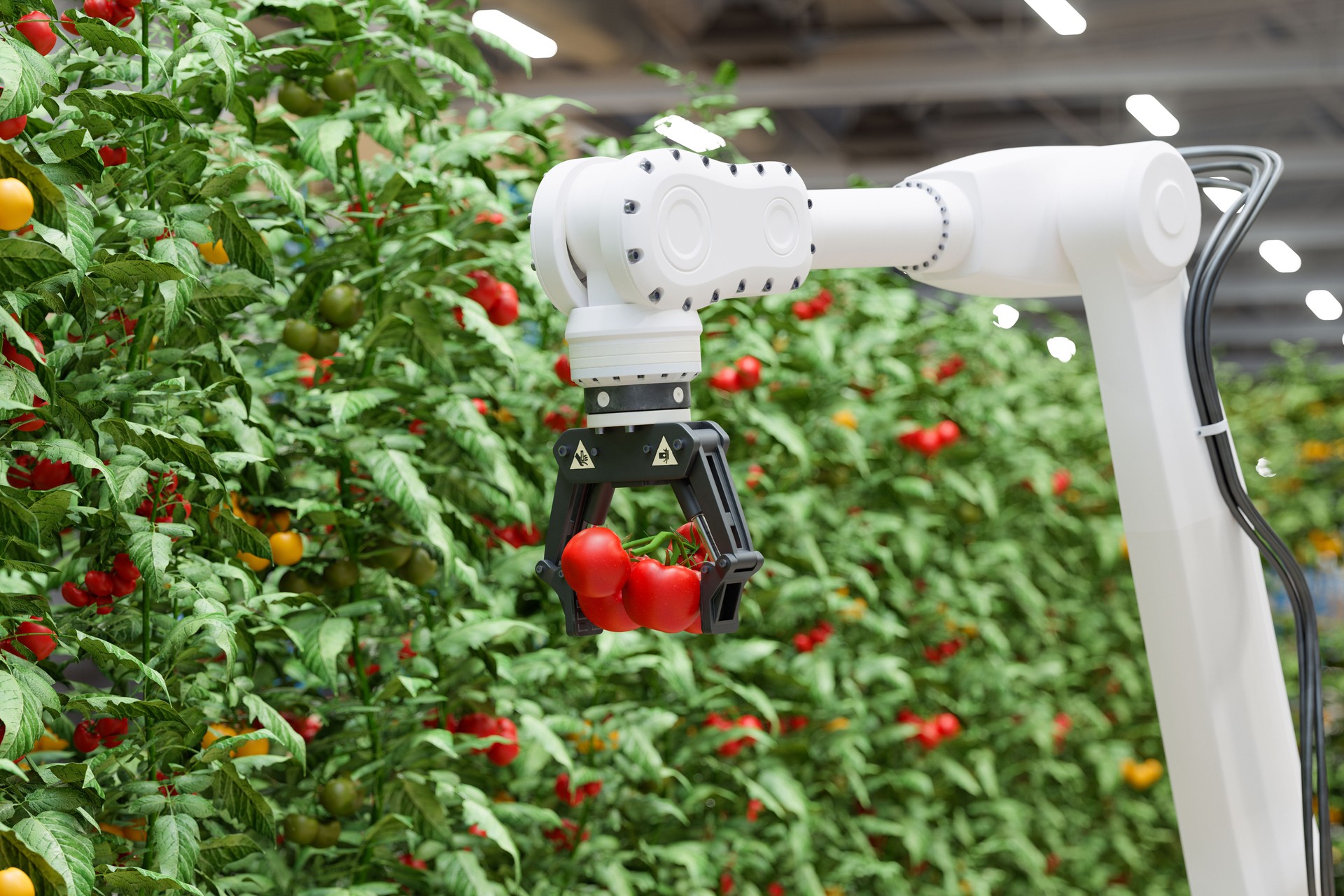 Close-up Of Robot Arm Harvesting Tomatoes. Smart Farming Concept